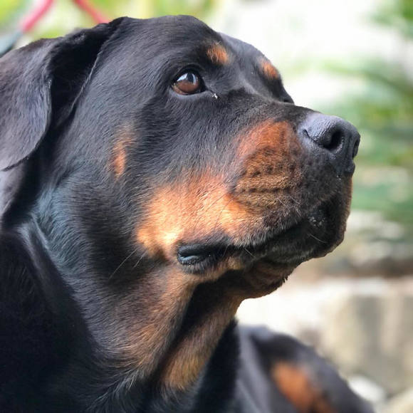 Meet your Posher, Ciara - Picture 1 of 1